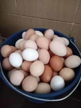 Яйця домашніх КУРЕЙ 1