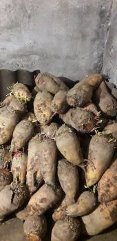 Кормовий буряк 1