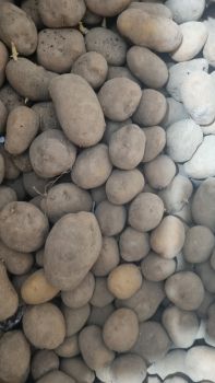 Картопля домашня велика і дрібна 1