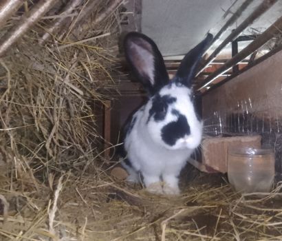 Продається здорова кролиця віком 7 місяців 3