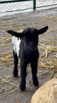 Козенятко віддам 1