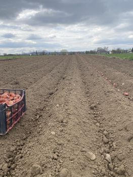 Насіннєва картопля 2