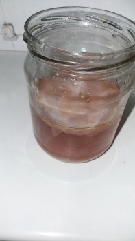 Чайний гриб комбуча