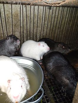 Нутріїї самочки та самці 1