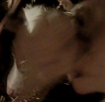 Восьмимісячну теличку 1