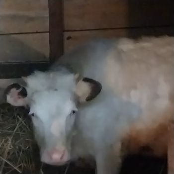 Теличка від доброї худоби 1