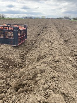 Насіннєва картопля 1