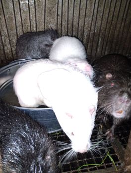 Нутріїї самочки та самці 3