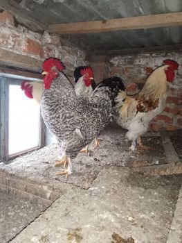 Півні домашні молоді 1