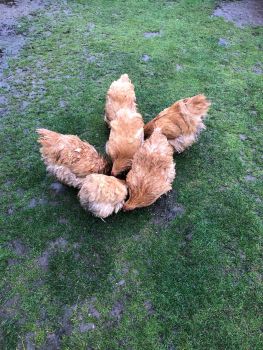 Курей орпітон 2