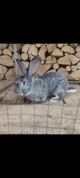 Самка кроля шиншила європейська 1