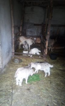 Малі козенята і цапок 1