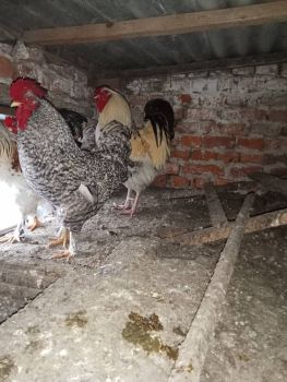 Півні домашні молоді 3