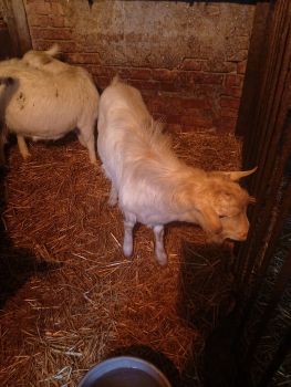 Кози і козенята 1