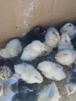 Курчата  віком 5днів 1