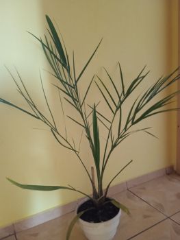 Вазон фінікова пальма. 1