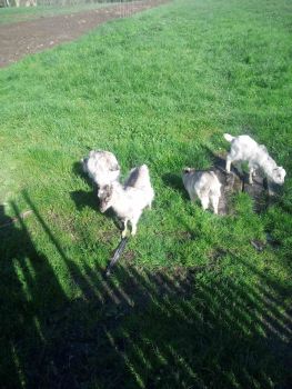 Малі козенята 1