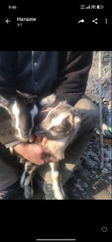 Продам козенята 1