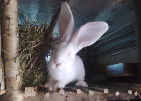 Продається здорова кролиця віком 7 місяців 6