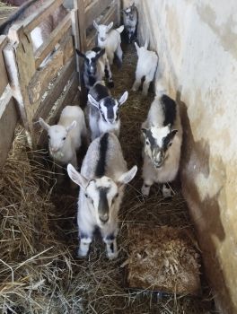 Козенята 2міс.дубравка 1