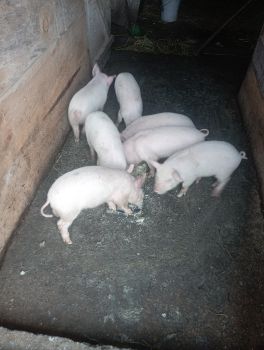 Поросята 1