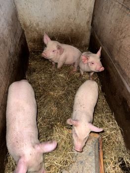 Поросята домашнього годування 3