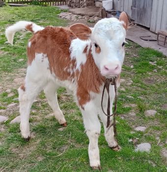 Теля (теличка) 1