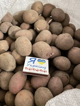 Картопля для посадки,для їжі та дріна 4