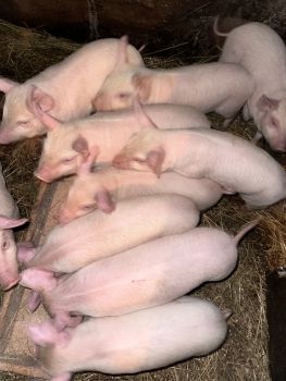 Поросята домашнього годування 1