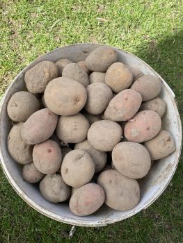 Насінневу картоплю 1