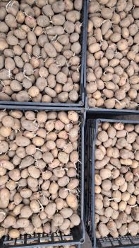 Картопля домашня 1