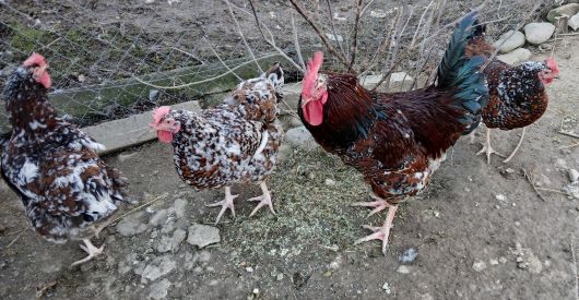 Лівенська ситцева