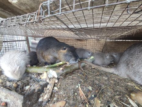 Молодняк нутрії 2