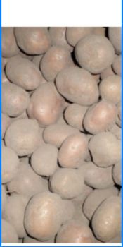 Бульба домашня 1