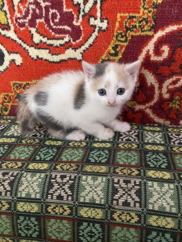 Кошенята вік 1,5 місяців 1