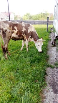Продається корова 2