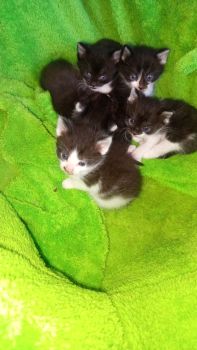 Віддам Котиків у добрі руки 4