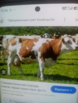Молоду коову 1