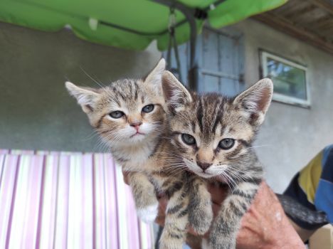 Віддам кошенят в добрі руки 2