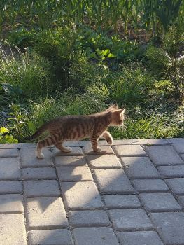 Віддам кошенят в добрі руки 3