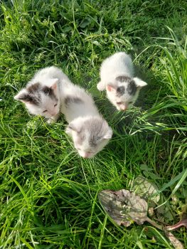 Кошенята 1 місяць