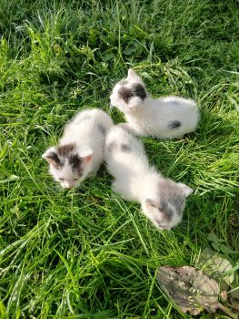 Кошенята 1 місяць 1