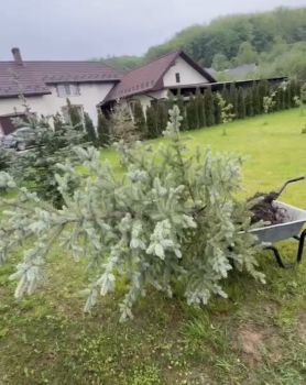 🌳 Обрізка дерев та пересадка рослин 🌳 2