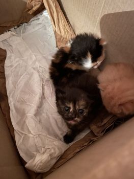 Котики в добрі руки 1