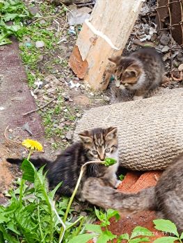 Безкоштовно маленькі котенятка 5