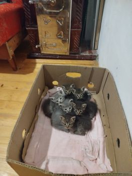 Віддам кошенят до добрих господарів 6