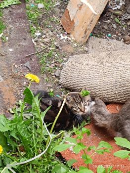 Безкоштовно маленькі котенятка 2