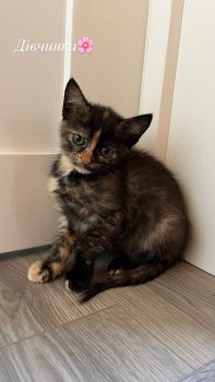 Віддам котиків безкоштовно 4