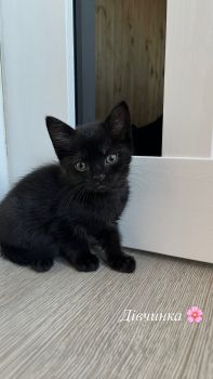Віддам котиків безкоштовно 5