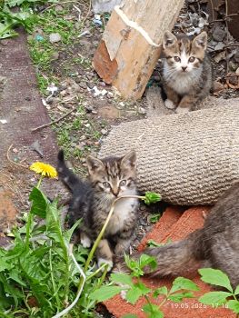 Безкоштовно маленькі котенятка 4
